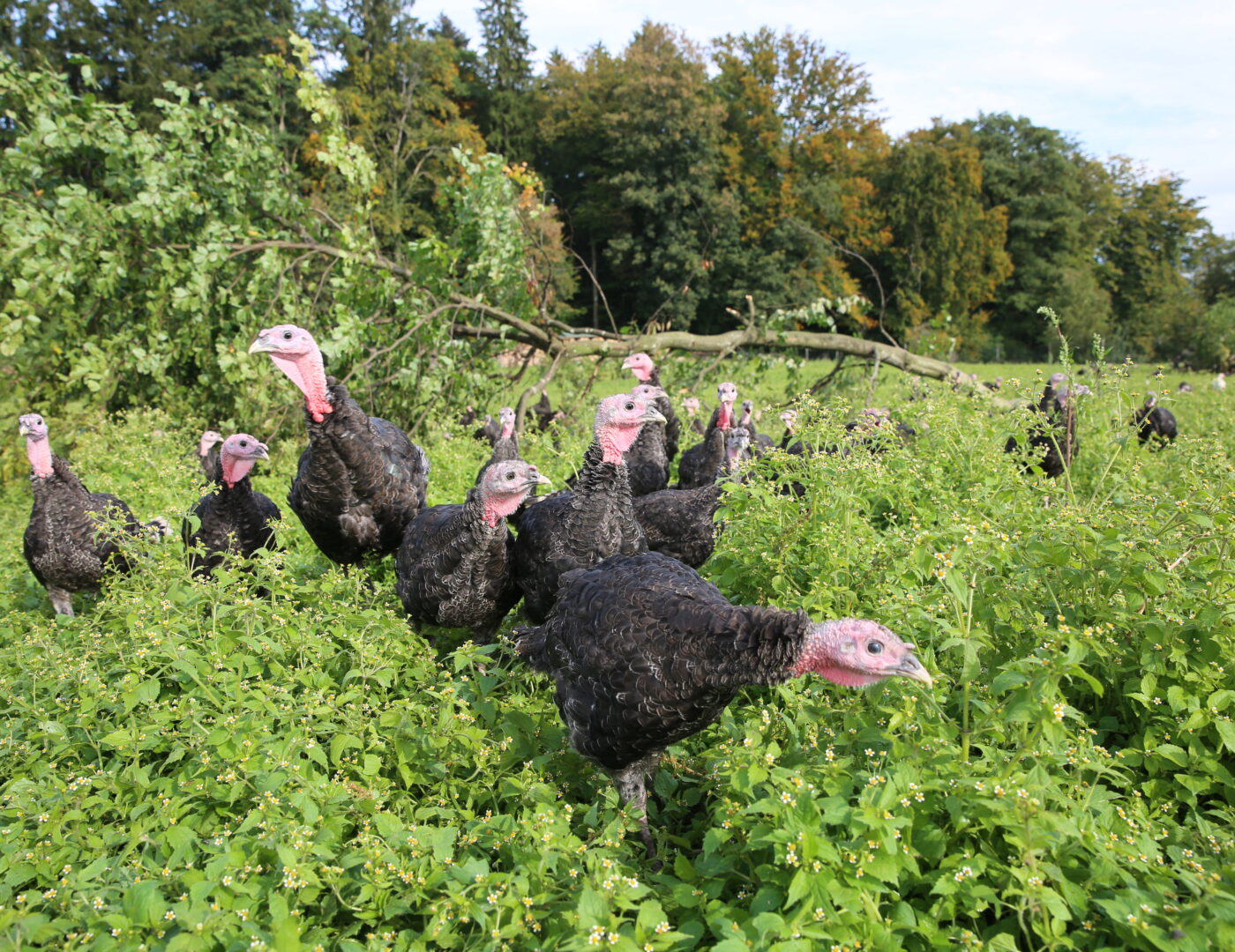 Bio Freiland Truthahn Wendelinhof Niederwil Aargau