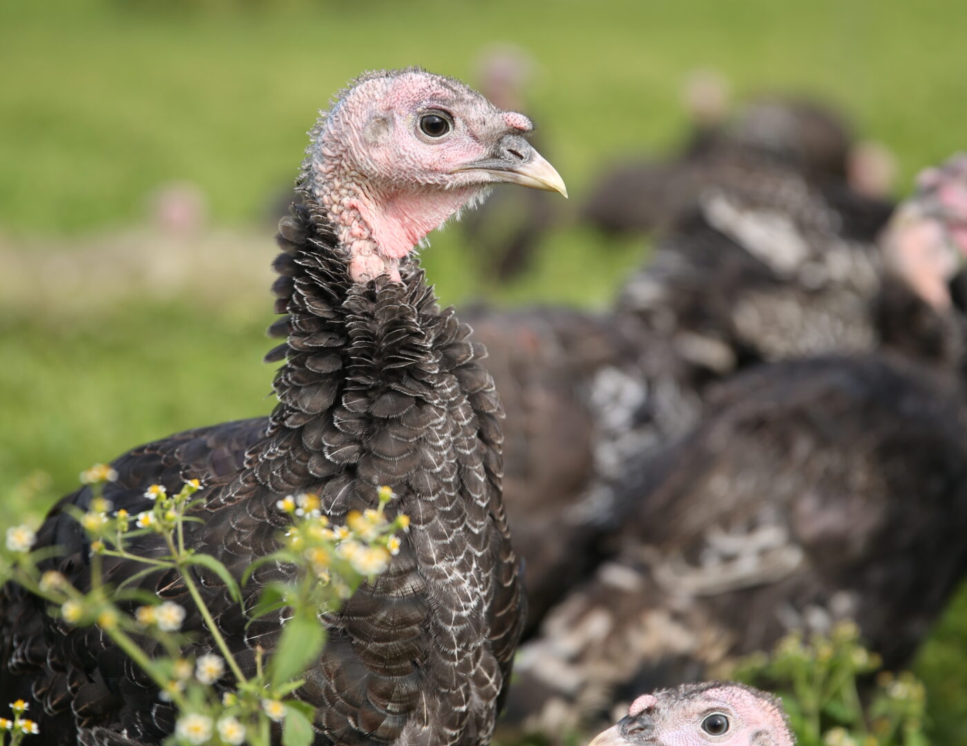 Bio Freiland Truthahn Wendelinhof Niederwil Aargau