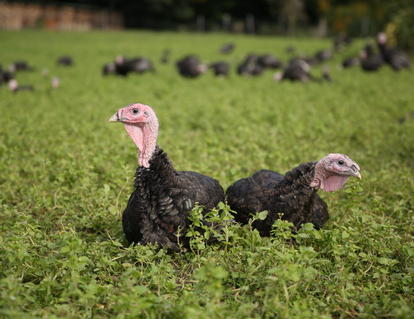 Bio Freiland Truthahn Wendelinhof Niederwil Aargau