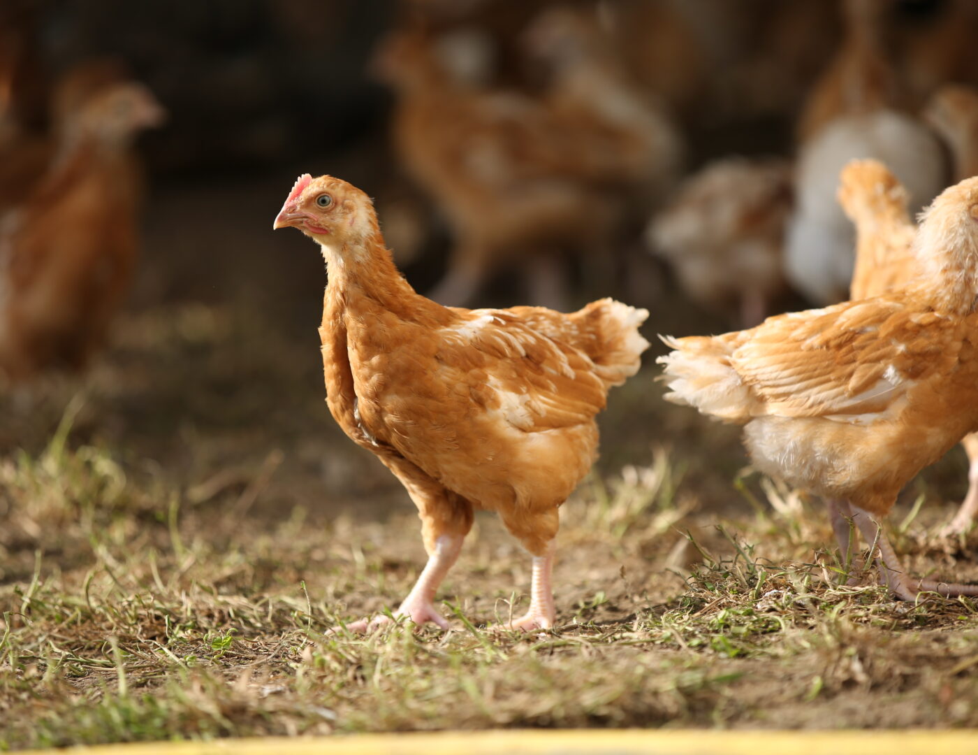 Huhn vom Biohof Wendelinhof im Stroh