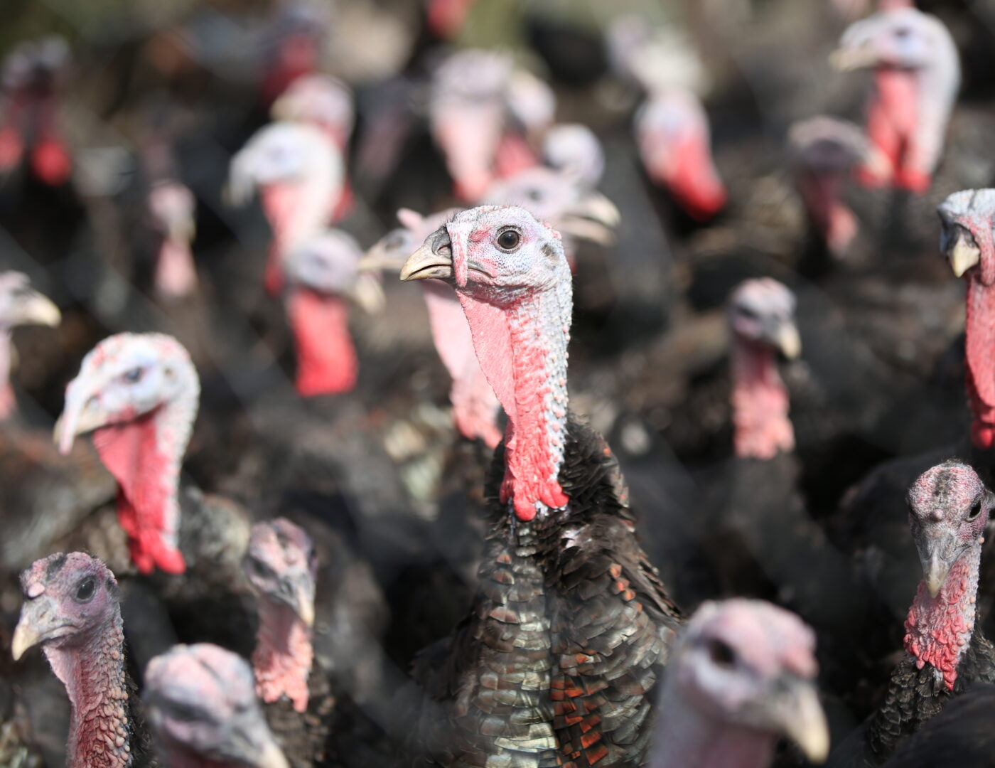 Bio Freiland Truthahn Wendelinhof Niederwil Aargau