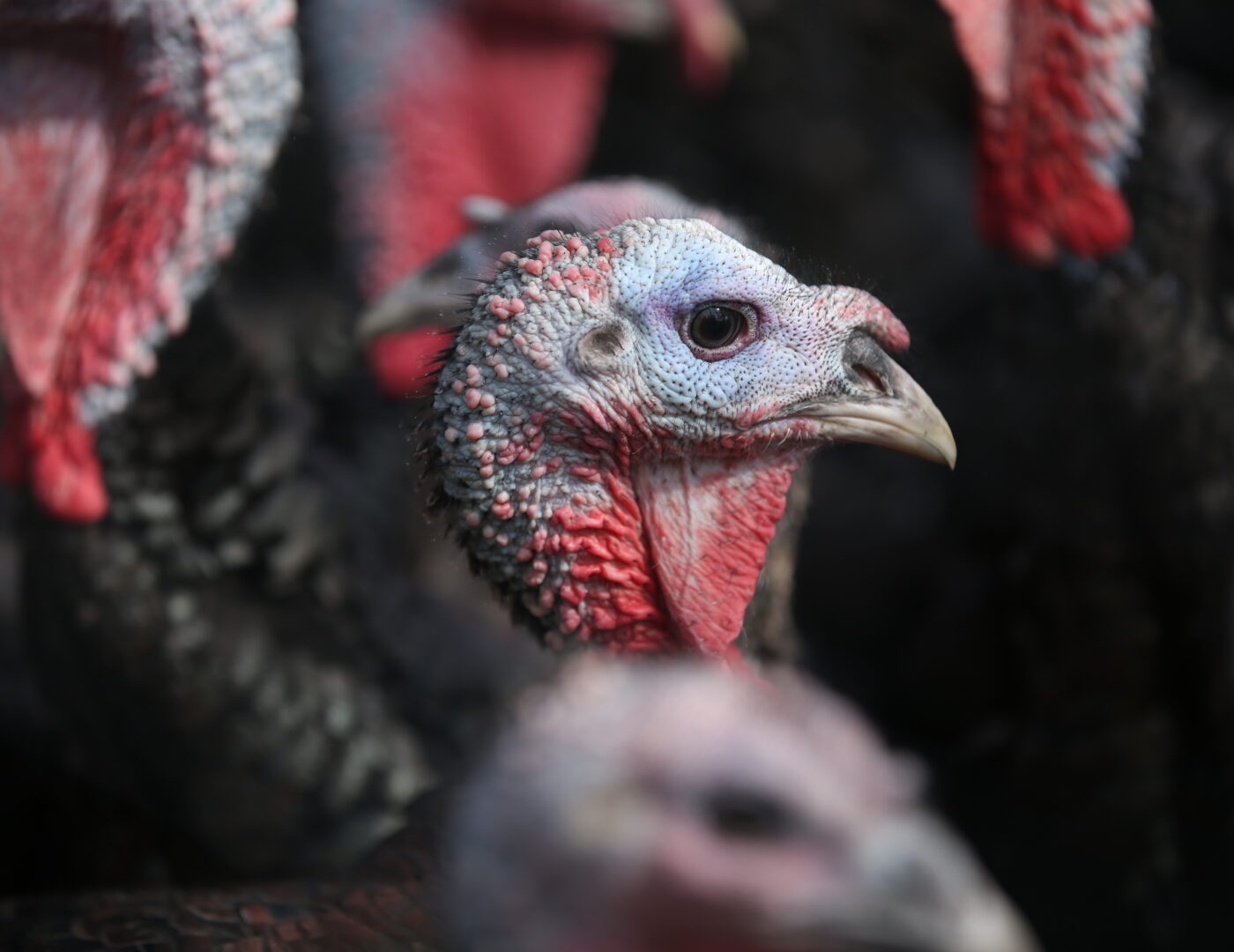 Bio Freiland Truthahn Wendelinhof Niederwil Aargau