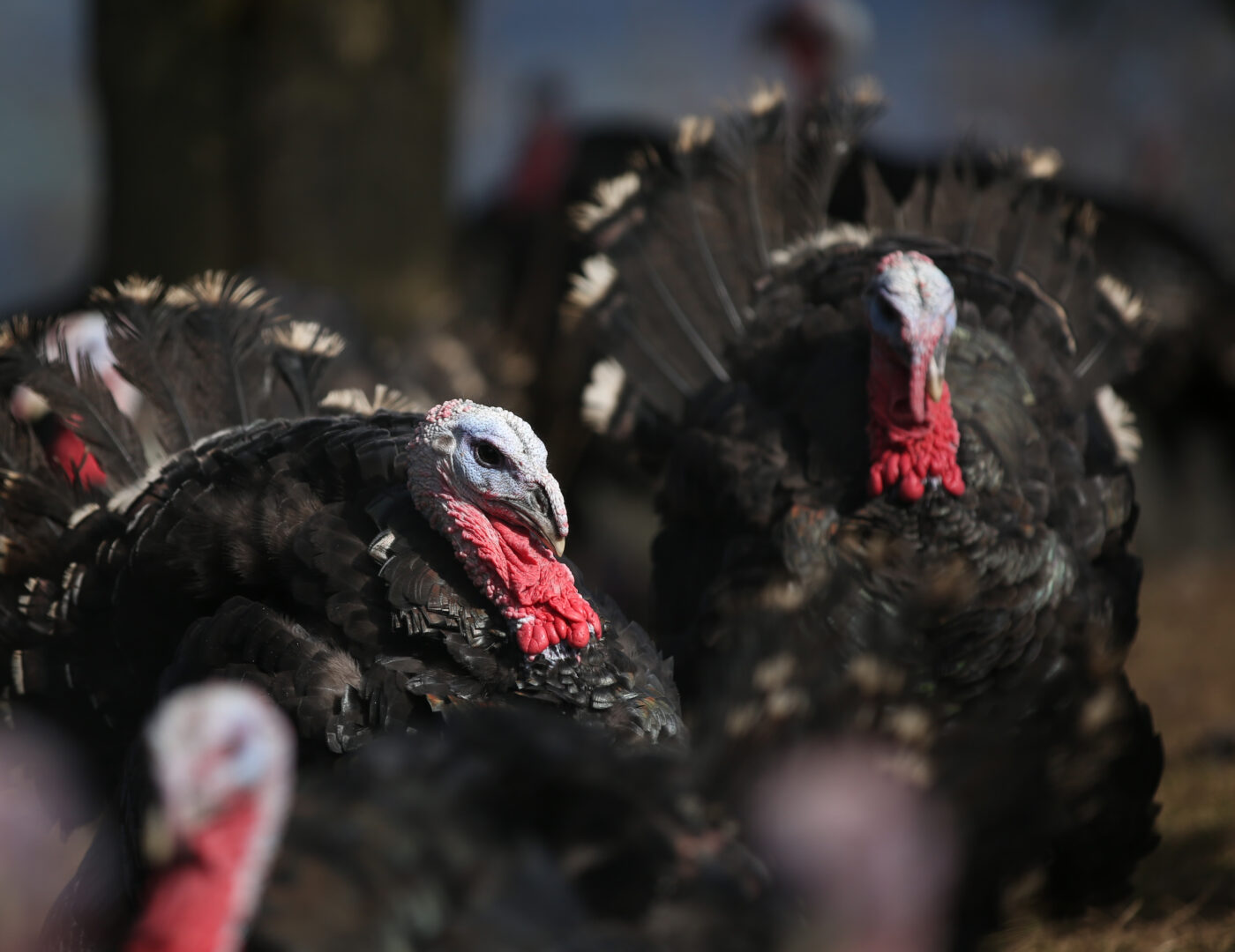 Bio Freiland Truthahn Wendelinhof Niederwil Aargau