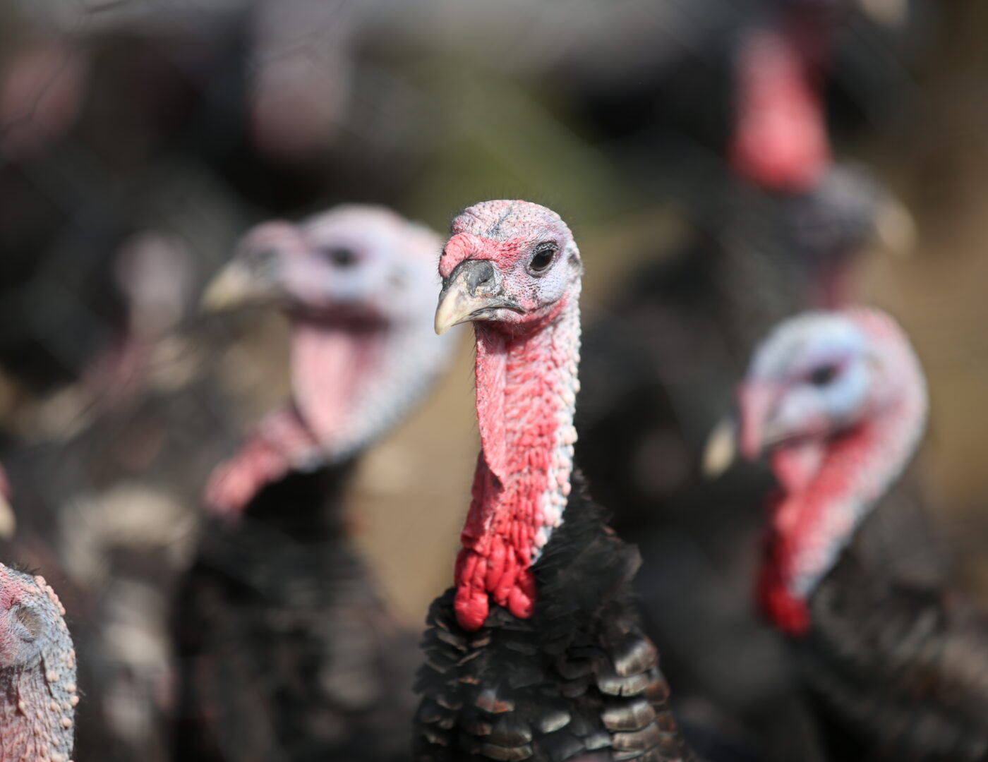 Bio Freiland Truthahn Wendelinhof Niederwil Aargau
